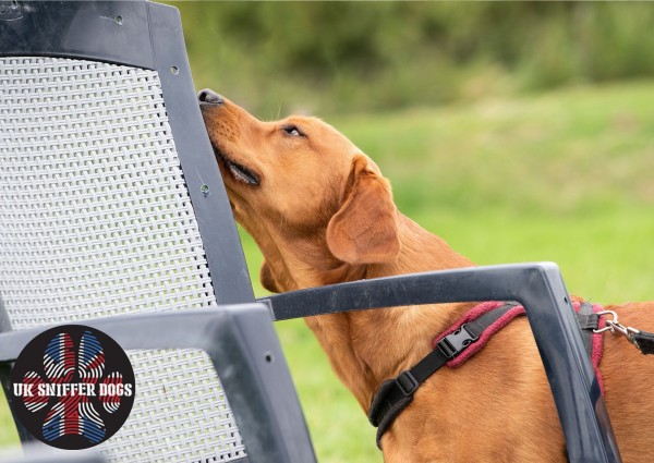 Sniffer Dogs Scent Detection Workshop