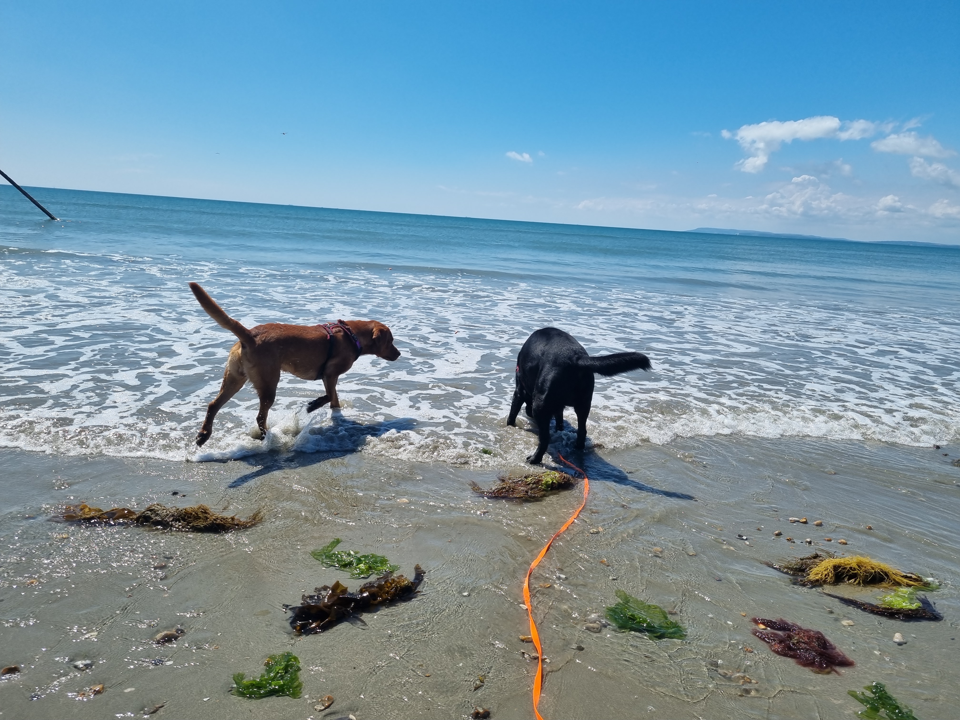 is boscombe beach dog friendly